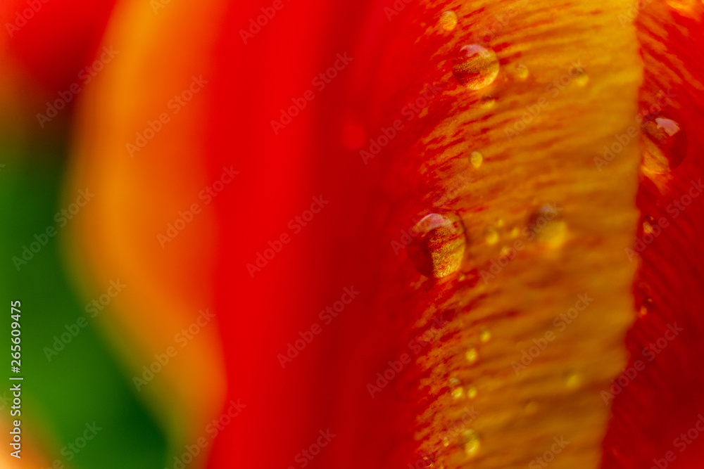 Tulip flowers close up with water drops isolated Tulip flowers close up with water drops isolated