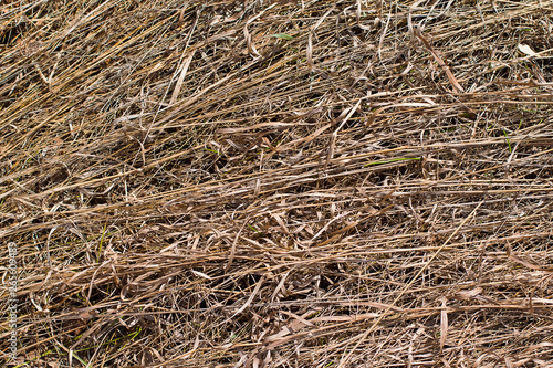  texture of dry hay. dry grass. autumn grass. straw in the field