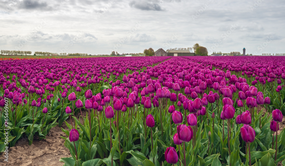 Purple blooming and budding tulips in long rows