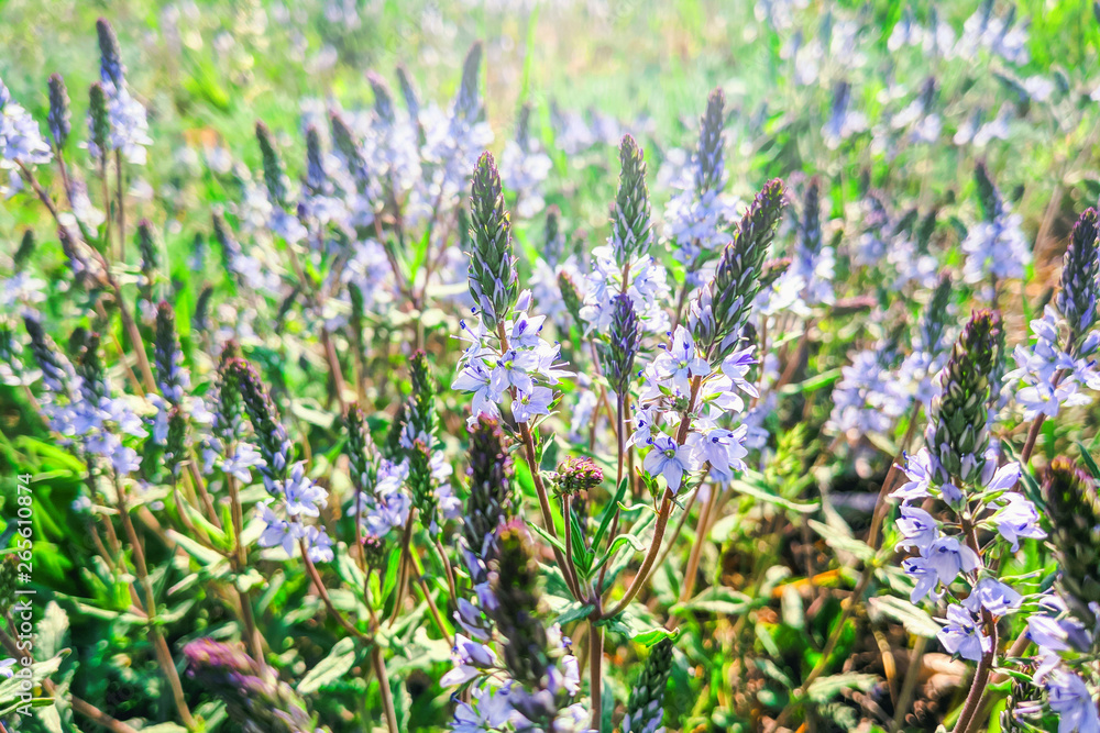 Fototapeta premium blue small flowers in spring in the meadow