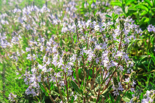 blue small flowers in spring in the meadow