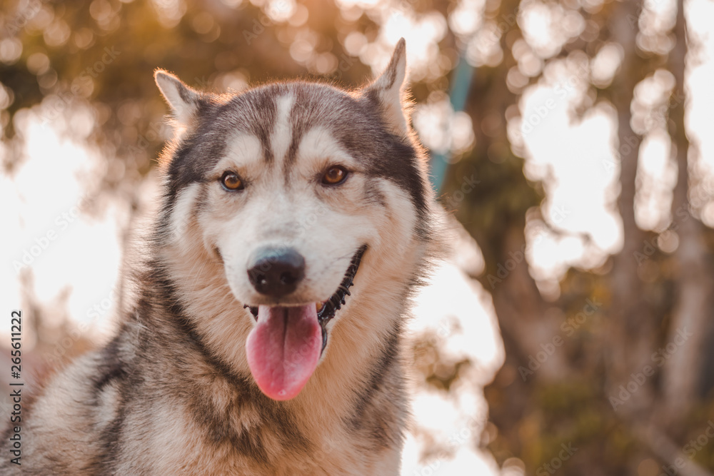 Obraz premium Portrait of Siberian husky Dog.Siberian husky is sitting on the ground of grass.it so cute
