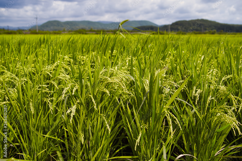 Naklejka premium Close-up of rice plants in the rice field in South Korea.