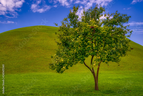 Lonely tree in a hill in a blue sky with small clouds