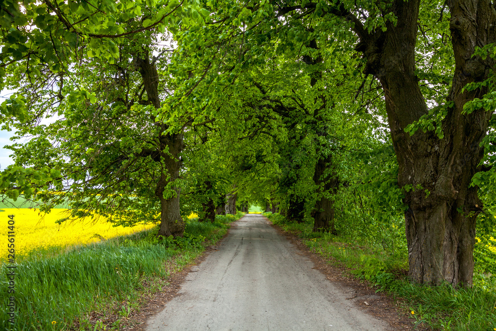 Fototapeta premium Abandoned green alley