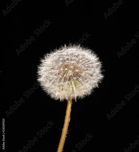 fluffy dandelion on black background  isolated