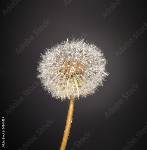 fluffy dandelion on black background with backlight  isolated
