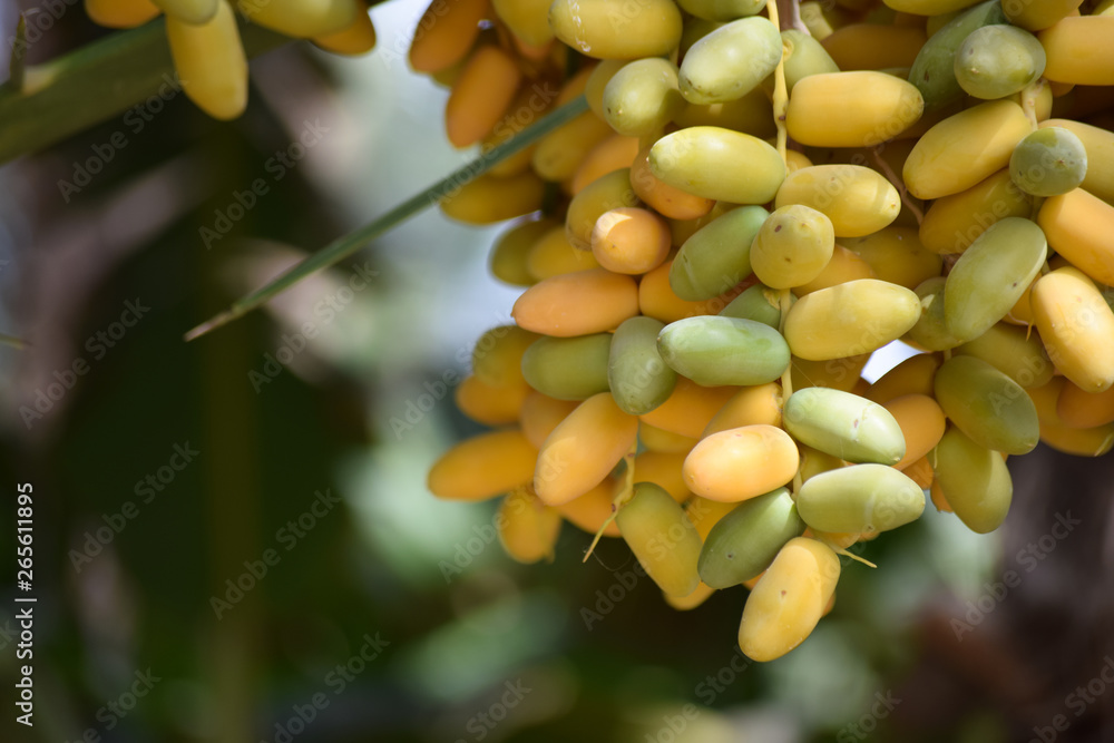 dates sweet fruit hanging in garden close up. diet Ramadan natural food nutrition source background wallpaper