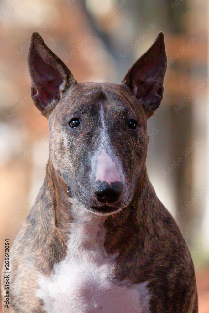 Standard Bull Terrier portrait