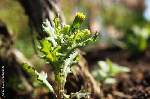 	Raukenblättriges Kreuzkraut , Senecio erucifolius , Raukenblättriges Greiskraut photo