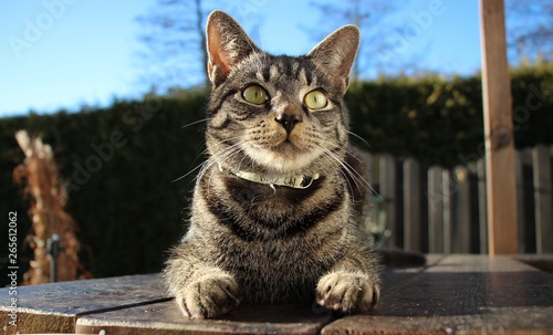 Grau-getigerter Kater bzw. Europäische-Kurhaar-Hauskatze genießt das schöne Wetter photo