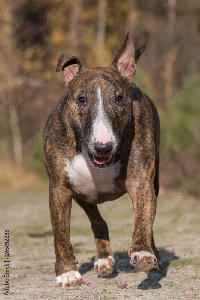 Bull Terrier running