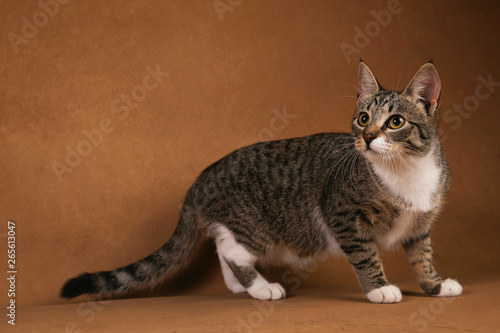 Studio shot of a gray and white striped cat sitting on brown background