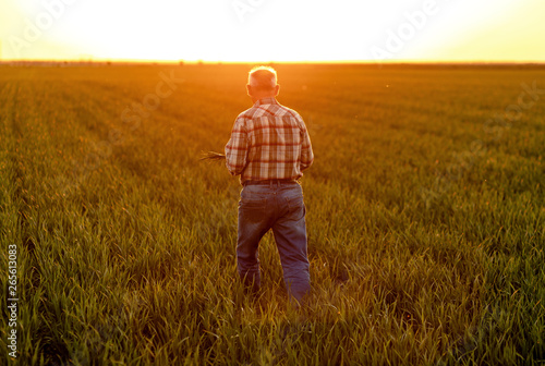 Senior farmer walking in young wheat field and examining crop at sunset.