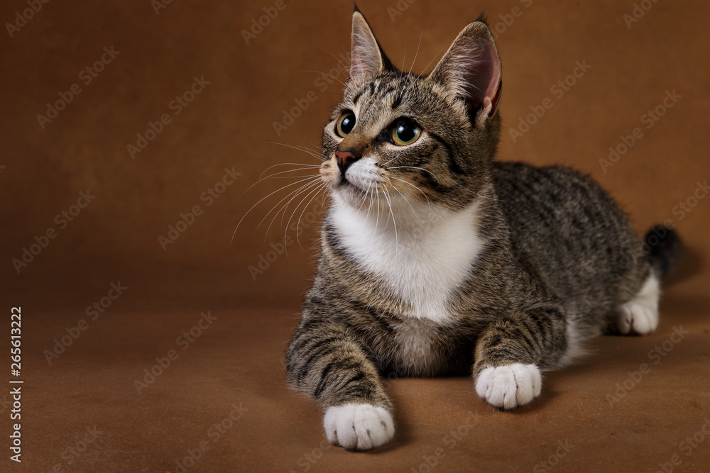 Studio shot of a gray and white striped cat lies on brown background
