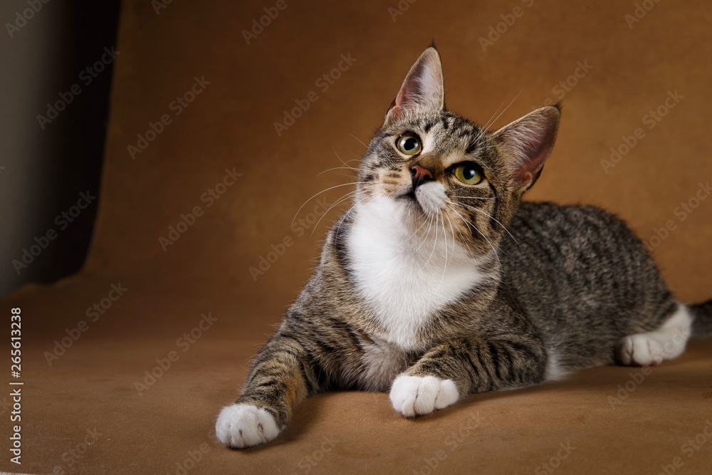 Studio shot of a gray and white striped cat lies on brown background