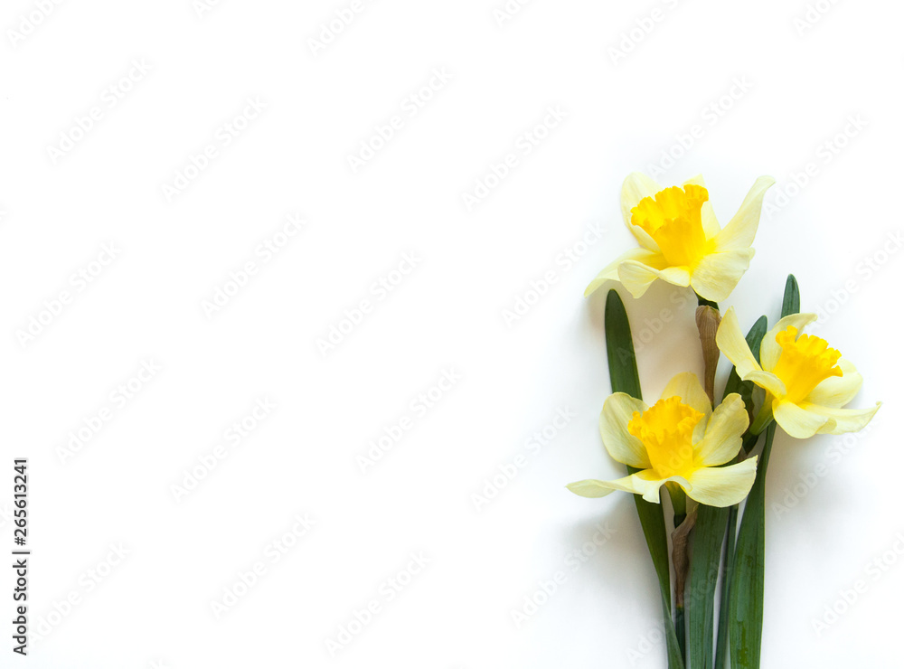 Yellow Narcissus Flowers on a light white background. Congratulation flora background for greeting card. - obrazy, fototapety, plakaty 