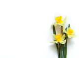 Yellow Narcissus Flowers on a light white background. Congratulation flora background for greeting card.