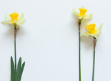 Yellow Narcissus Flowers on a light white background. Congratulation flora background for greeting card.