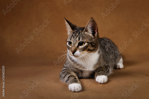 Studio shot of a gray and white striped cat lies on brown background