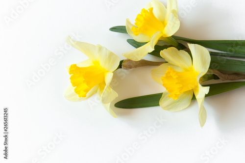 Fototapeta Naklejka Na Ścianę i Meble -  Yellow Narcissus Flowers on a light white background. Congratulation flora background for greeting card.