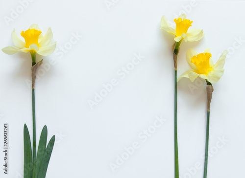 Yellow Narcissus Flowers on a light white background. Congratulation flora background for greeting card.