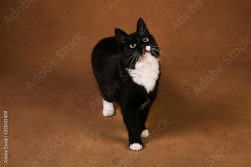 Studio shot of a black cat sits on brown background