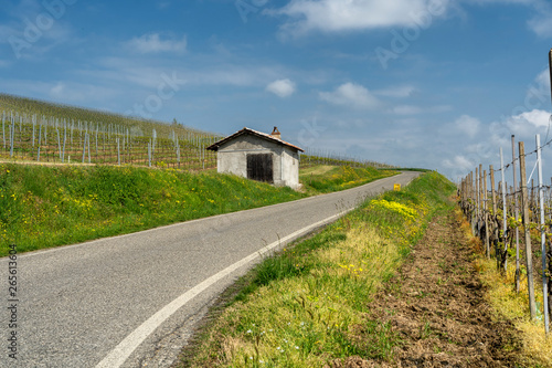 Vineyards of Oltrepo Pavese in April