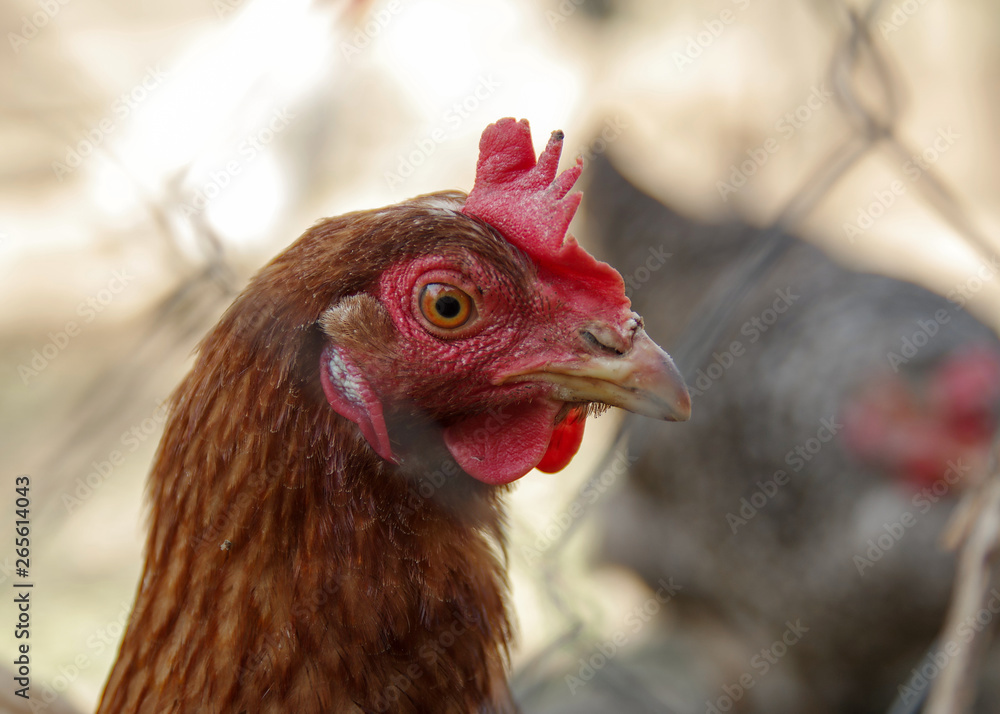 Portrait of a beautiful chicken of black and whitecolor in profile in a natural environment with a beautiful soft bokeh, close-up shot of a macro