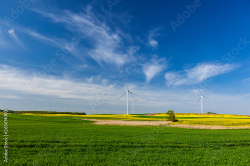 Turbiny wiatrowe na polu z rzepakiem photo