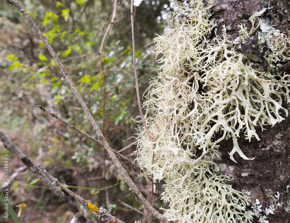 Lichens growing on the branches of trees Lichens growing on the branches of trees
