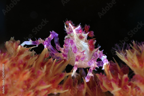 Candy crab (Hoplophrys oatesi). Underwater macro photography from Anilao, Philippines