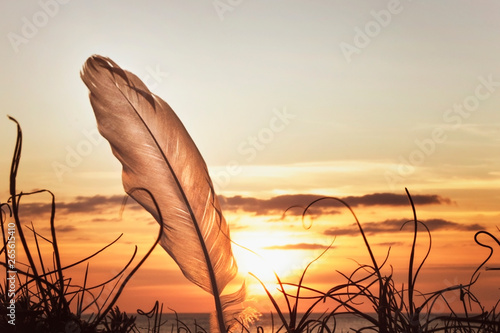bird feather on sea sunset background