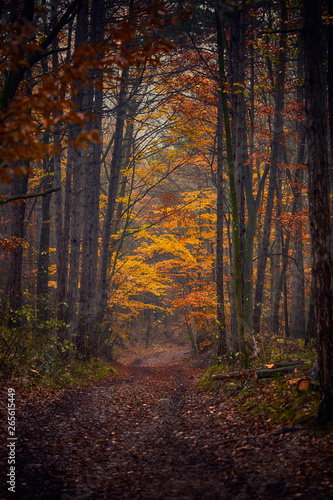 path in autumn forest © babaroga