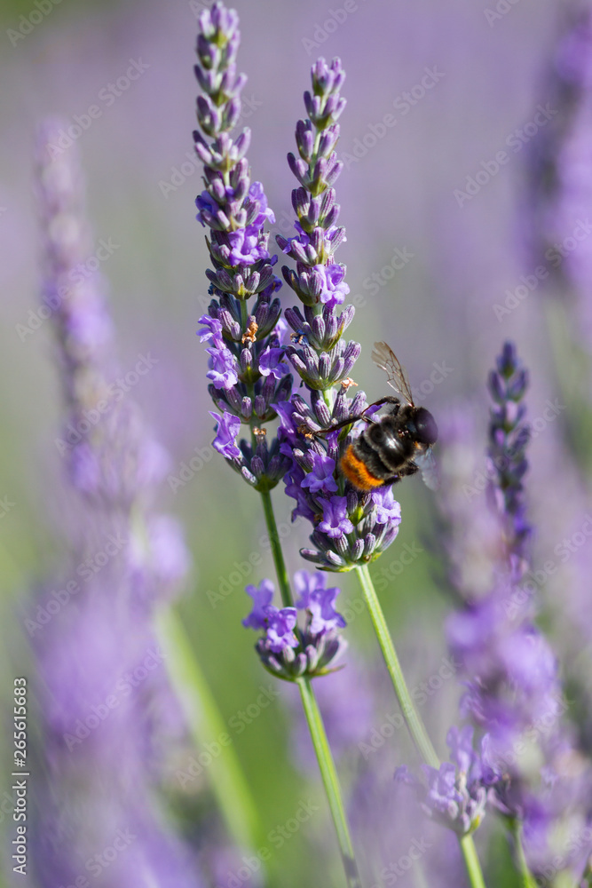 Blossom lavenders flowers with bumblebee in the region of Burgundy Blossom lavenders flowers with bumblebee in the region of Burgundy