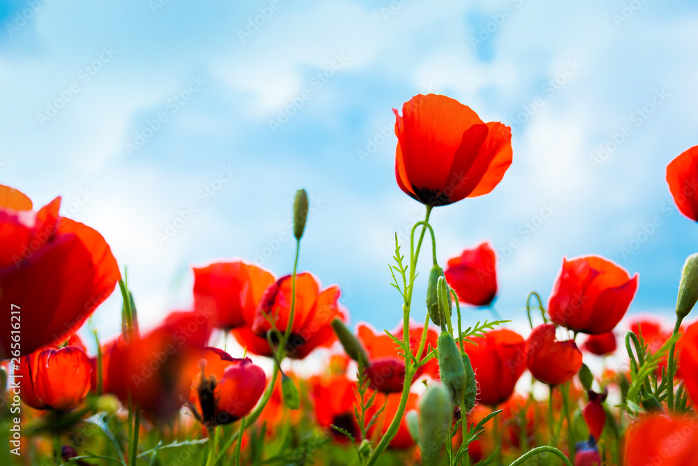 Naklejka premium Wiosna, pole kwiatów maku na tle błękitnego nieba z chmurami. Pojęcie świeżości porannej przyrody. Wiosenny krajobraz polnych kwiatów. Piękny krajobraz długi baner.