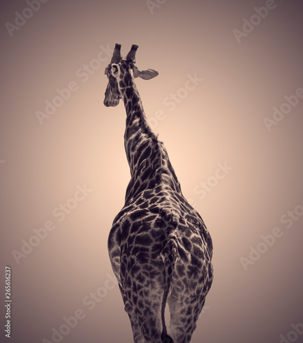 Photography Graphic giraffe on abstract background.