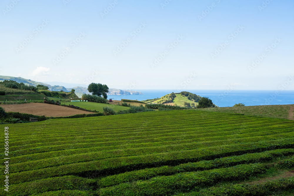 Landscape of San Miguel island - Azores, Portugal.