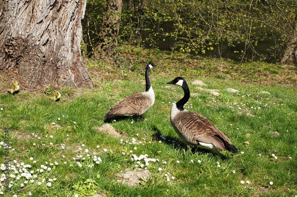 Canada Goose, the Bean Goose, the Garganey, the Long-Tailed Duck, the Common Goldeneye, the Red-Breasted Merganser, the Goosander, the Hazel Hen, the Black Grouse, and the Capercaillie as well as any 