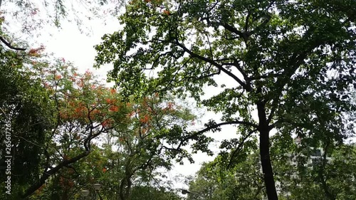 Tree Branches & Leaves Swaying on the Wind