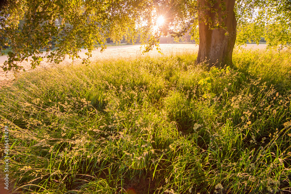 Soft light on grasses below a tree 2 Soft light on grasses below a tree 2