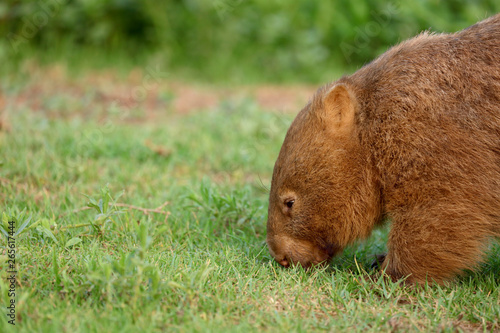 Wombat beim Grasen