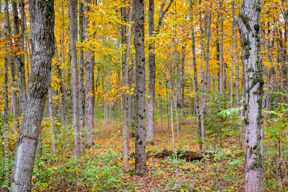 Fototapeta premium Autumn Forest pale colours 5