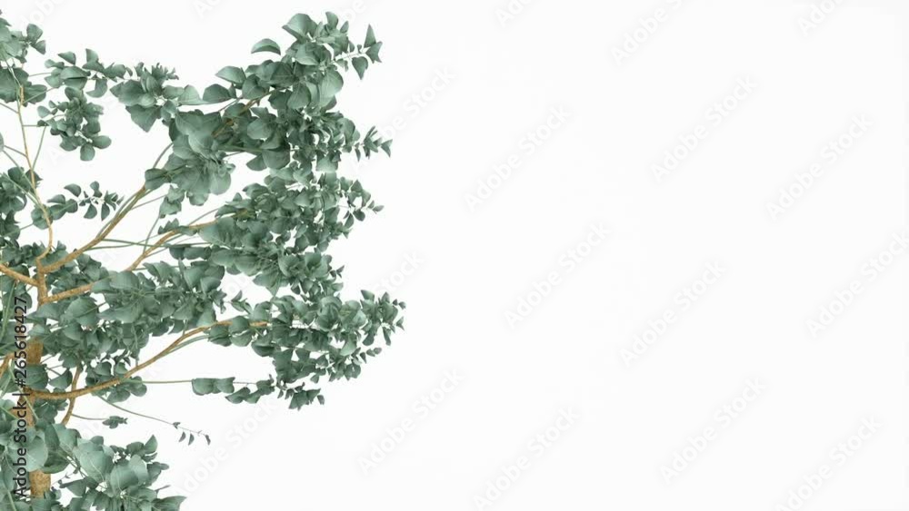 small green plant rotates on the left side of the screen, alpha channel transparency small green plant rotates on the left side of the screen, alpha channel transparency