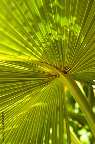 D  tail feuille de palmier