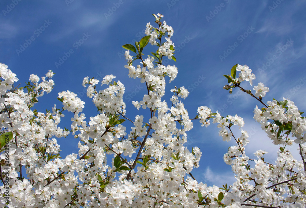 Branches of cherries covered with white flowers against the background of a blue tree Branches of cherries covered with white flowers against the background of a blue tree