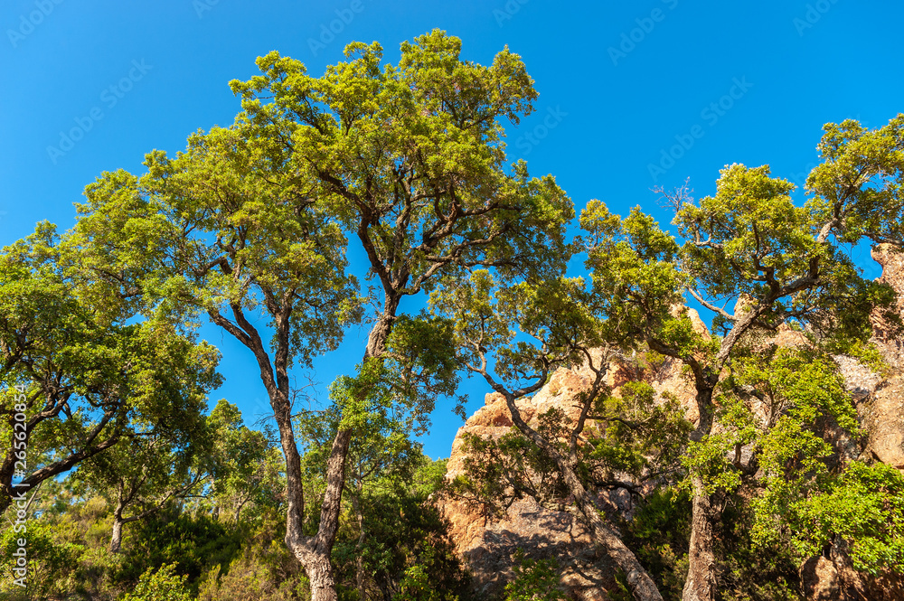 Cork oaks in the Massif de l'Esterel near Antheor