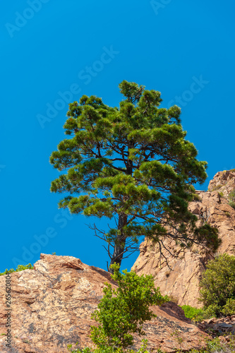 Mountain pine in the Massif de l'Esterel near Antheor © Jürgen Wackenhut
