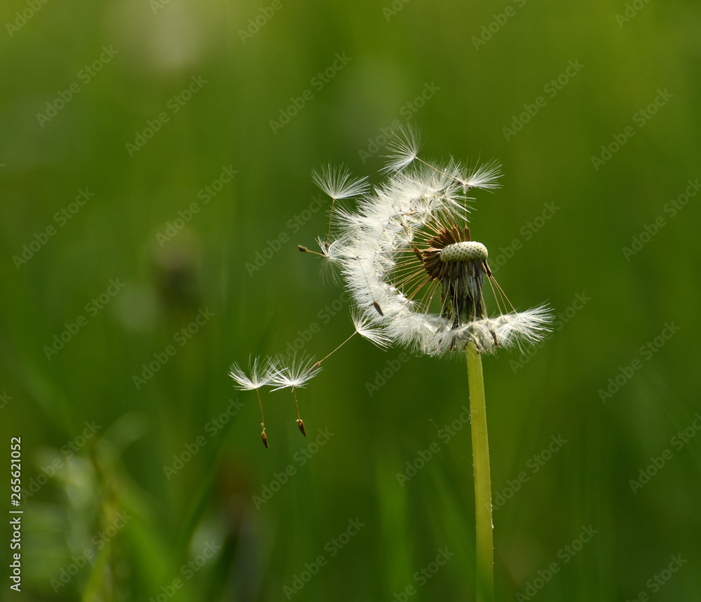 Fototapeta premium Löwenzahn