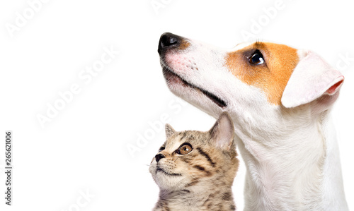 Cute dog Jack Russell Terrier and  kitten Scottish Straight side view isolated on white background